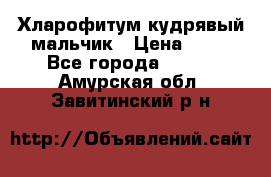 Хларофитум кудрявый мальчик › Цена ­ 30 - Все города  »    . Амурская обл.,Завитинский р-н